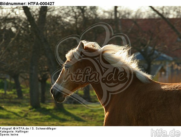Haflinger im Gegenlicht / haflinger horse in backlight / HTFA-000427