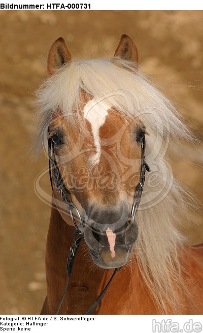 Haflinger Portrait / haflinger horse portrait / HTFA-000731
