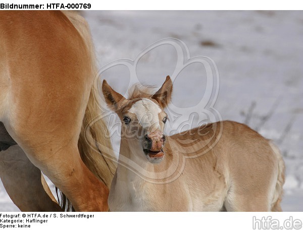 Haflinger Fohlen / haflinger horse foal / HTFA-000769