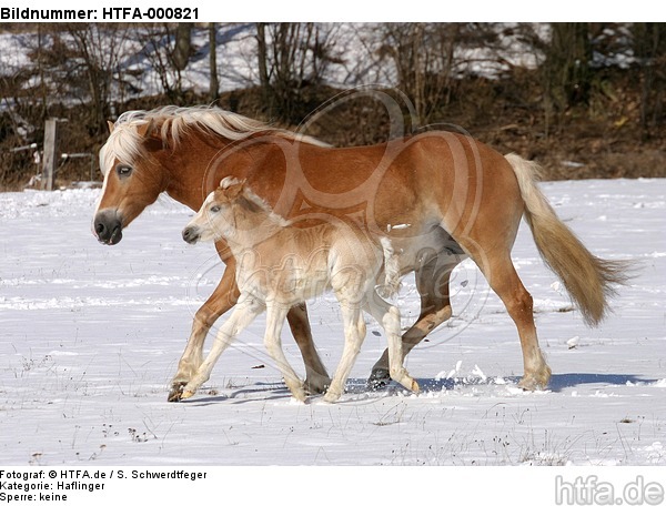 trabende Haflinger / trotting haflinger horse / HTFA-000821