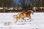 galoppierende Haflinger / galloping haflinger horses