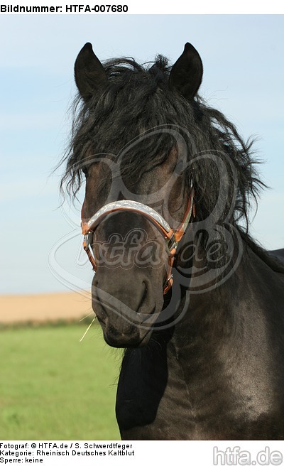 Rheinisch Deutscher Kaltblut Hengst / coldblood stallion / HTFA-007680