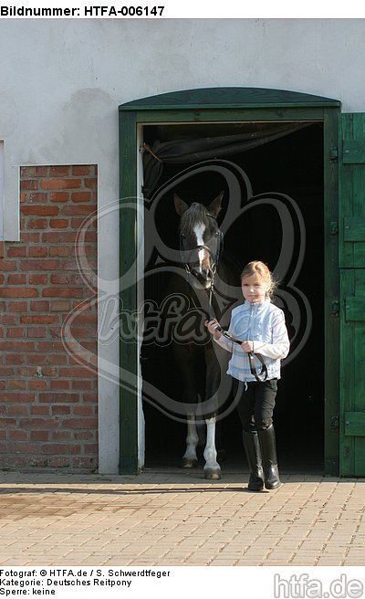 Deutscher Reitpony Hengst / pony stallion / HTFA-006147