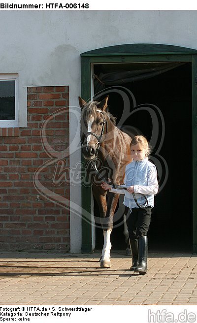 Deutscher Reitpony Hengst / pony stallion / HTFA-006148