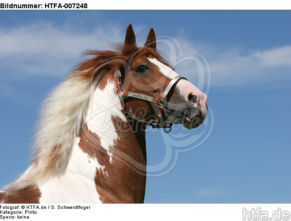 Pinto Hengst / pinto stallion / HTFA-007248