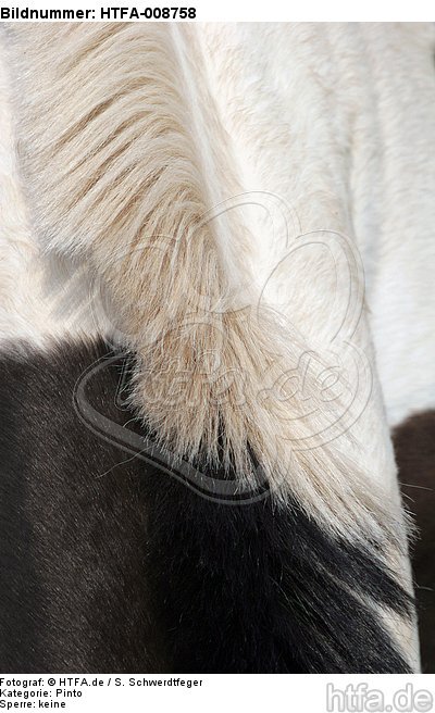 Pinto Mähne / horse mane / HTFA-008758