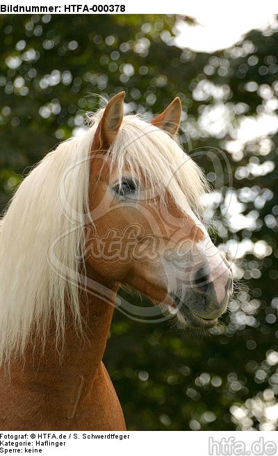 Haflinger Portrait / haflinger horse portrait / HTFA-000378