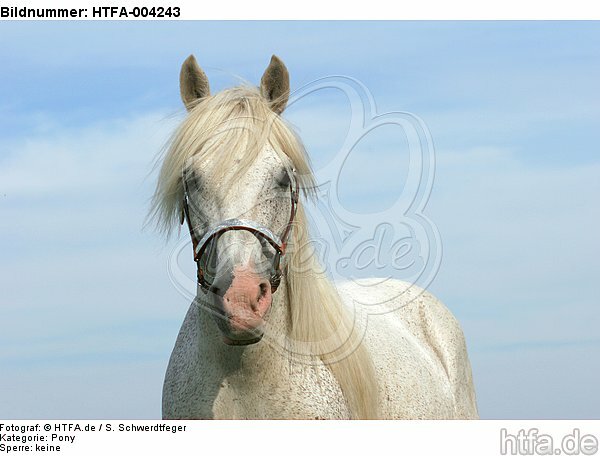 Pony / HTFA-004243