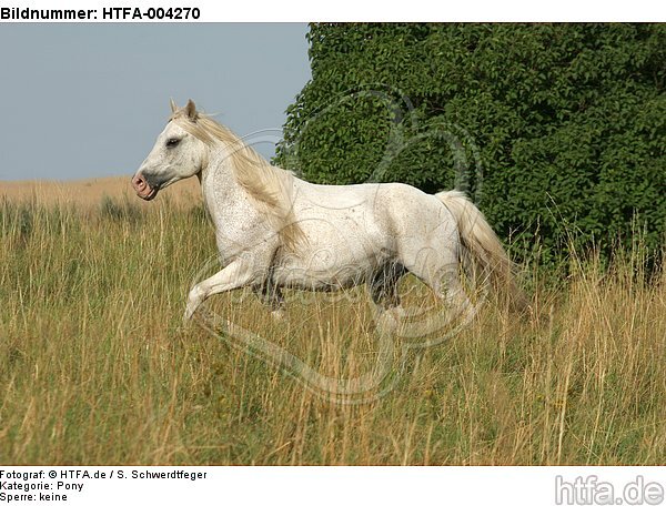 Pony / HTFA-004270