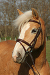 Haflinger Portrait / haflinger horse portrait