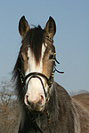 Deutsches Reitpony Portrait / pony portrait