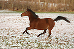 Deutsches Reitpony / pony