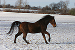 Deutsches Reitpony / pony