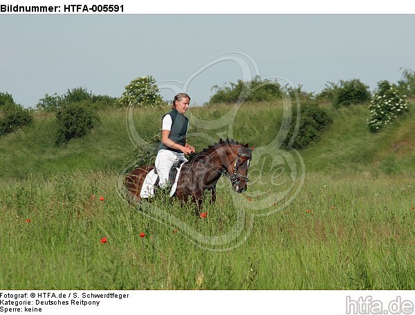 Deutscher Reitpony Hengst / pony stallion / HTFA-005591