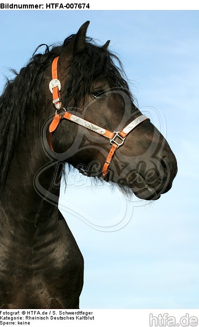 Rheinisch Deutscher Kaltblut Hengst / coldblood stallion / HTFA-007674