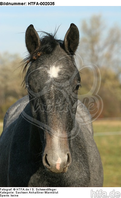 Sachsen Anhaltiner Warmblut / horse / HTFA-002035