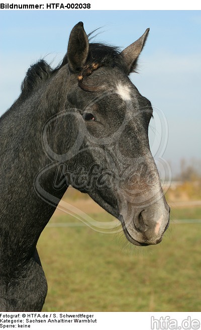 Sachsen Anhaltiner Warmblut / horse / HTFA-002038