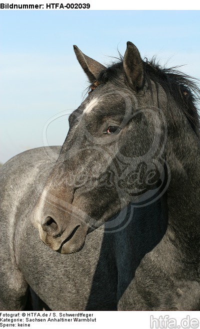 Sachsen Anhaltiner Warmblut / horse / HTFA-002039