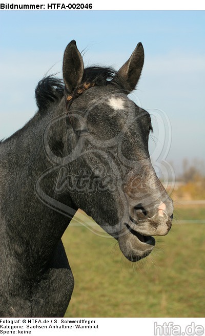 Sachsen Anhaltiner Warmblut / horse / HTFA-002046