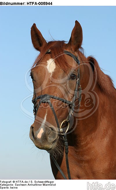 Sachsen Anhaltiner Warmblut / horse / HTFA-005944