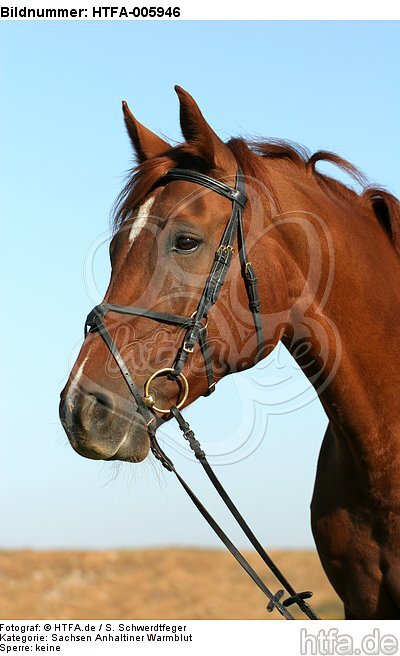 Sachsen Anhaltiner Warmblut / horse / HTFA-005946