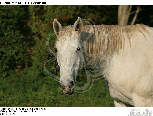 Sachsen Anhaltiner / horse / HTFA-006103