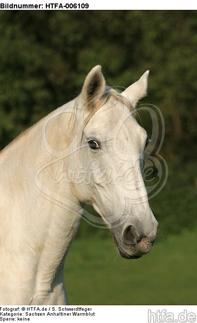 Sachsen Anhaltiner Warmblut / horse / HTFA-006109