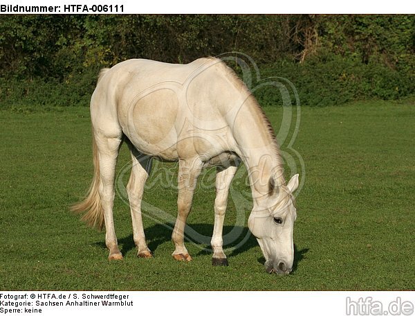 Sachsen Anhaltiner Warmblut / horse / HTFA-006111