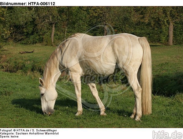 Sachsen Anhaltiner Warmblut / horse / HTFA-006112