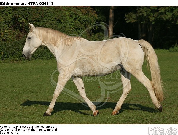 Sachsen Anhaltiner Warmblut / horse / HTFA-006113