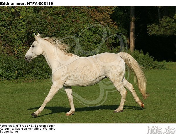 Sachsen Anhaltiner Warmblut / horse / HTFA-006119