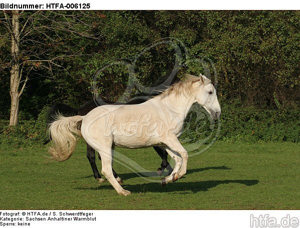 Sachsen Anhaltiner Warmblut / horses / HTFA-006125