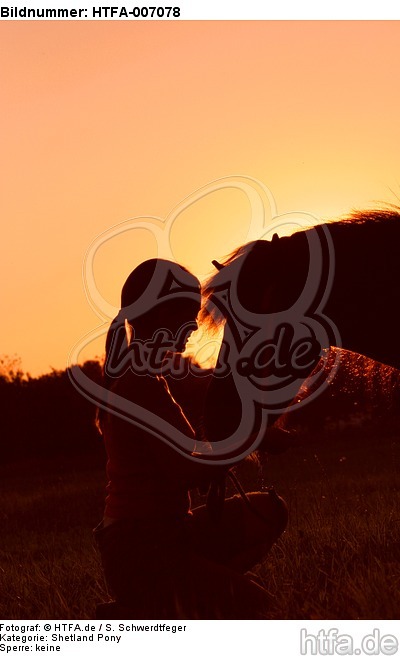 Shetland Pony / HTFA-007078