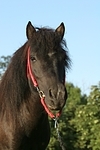 Shetland Pony