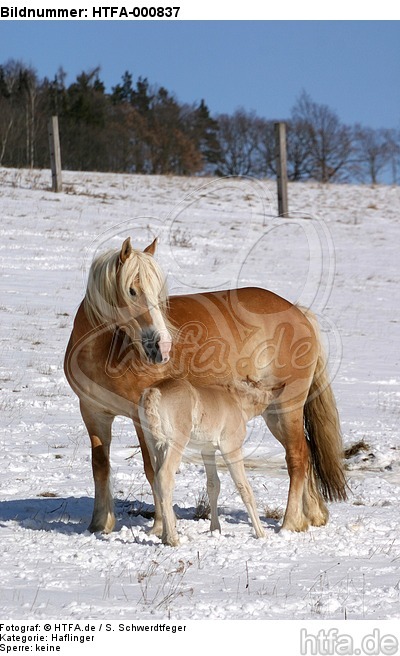 Haflinger / haflinger horses / HTFA-000837