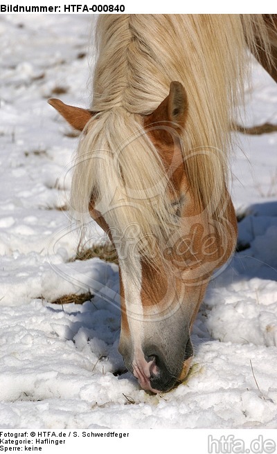 Haflinger Portrait / haflinger horse portrait / HTFA-000840