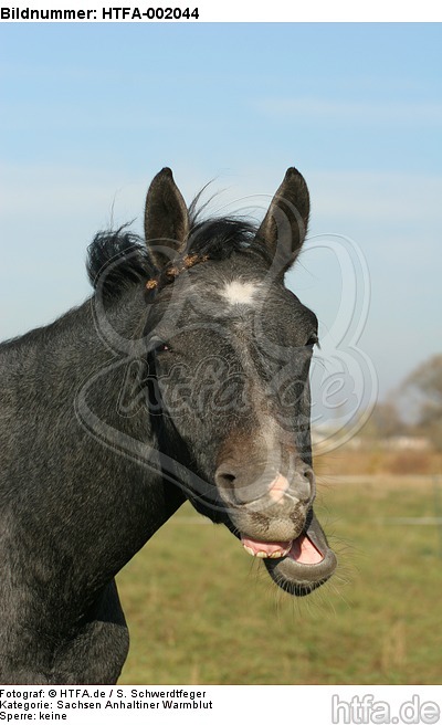 Sachsen Anhaltiner Warmblut / horse / HTFA-002044