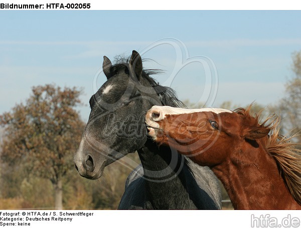 Deutsches Reitpony und Sachsen Anhaltiner Warmblut / pony and warmblood / HTFA-002055