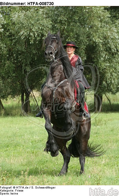 Frau reitet Friese / woman rides friesian horse / HTFA-008730