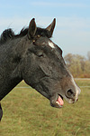 Sachsen Anhaltiner Warmblut / horse