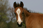 Deutsches Reitpony / pony