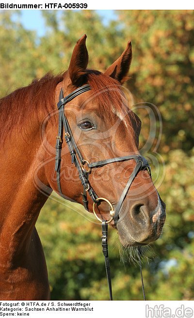 Sachsen Anhaltiner Warmblut / horse / HTFA-005939