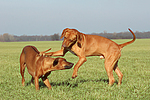 Rhodesian Ridgebacks