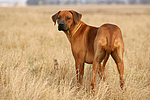 Rhodesian Ridgeback