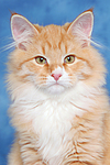 Sibirische Katze / siberian cat