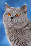 Britisch Kurzhaar / british shorthair