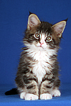 Maine Coon Kätzchen / maine coon kitten