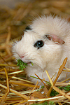 fressendes Rosettenmeerschwein / eating guninea pig