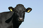 Rind Portrait / cattle portrait