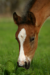 Deutsches Reitpony / pony